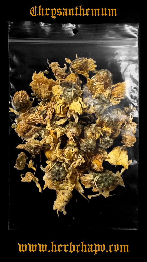 Chrysanthemum (Chrysanthemum morifolium) Organic